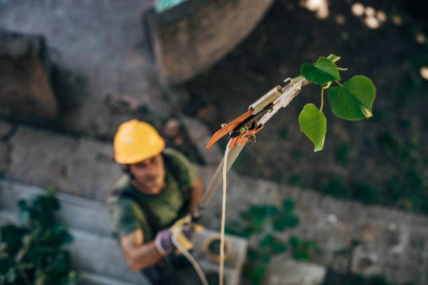 How Our Tree Care Process Works  in  Marlin, TX