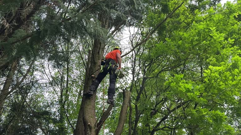 Best Arborist Consultation Services  in Marlin, TX