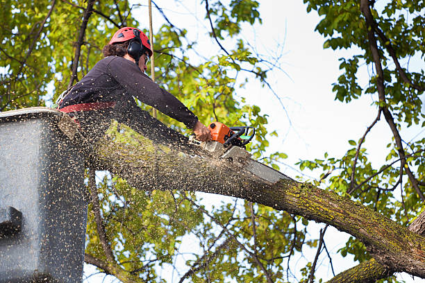 Best Utility Line Clearance  in Marlin, TX